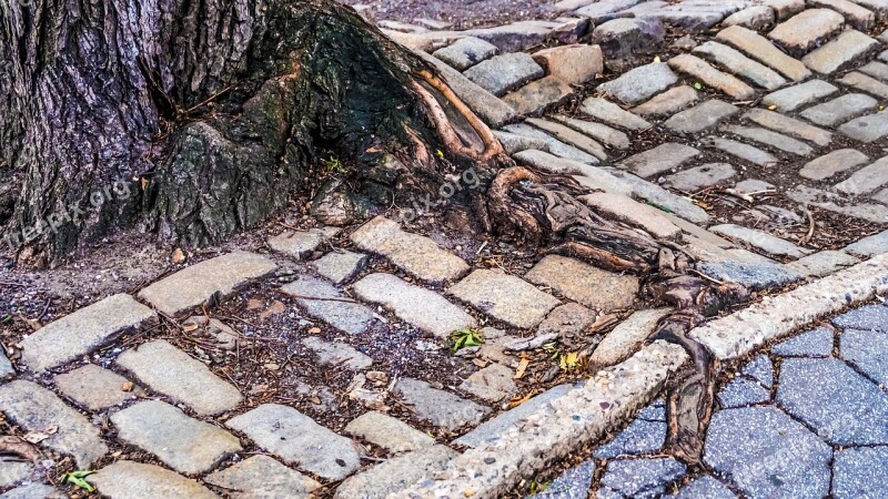 New York Central Park Tree Roots Sidewalk