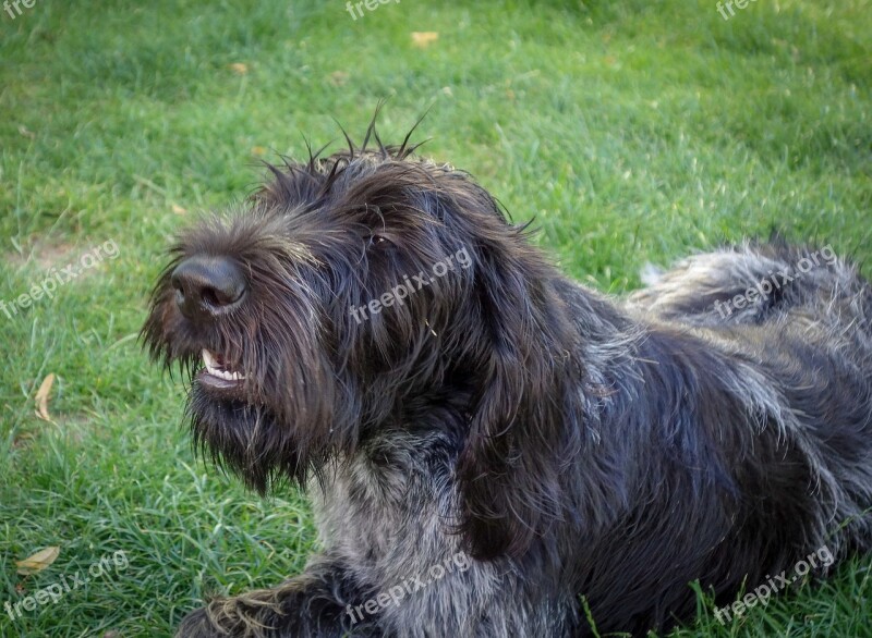 Dog Black Dog Hunting Dog German Wire Hair Hunting