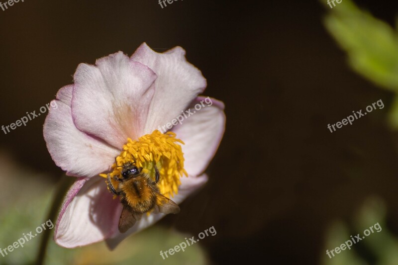 Anemone White Flower Vegetable Bloom