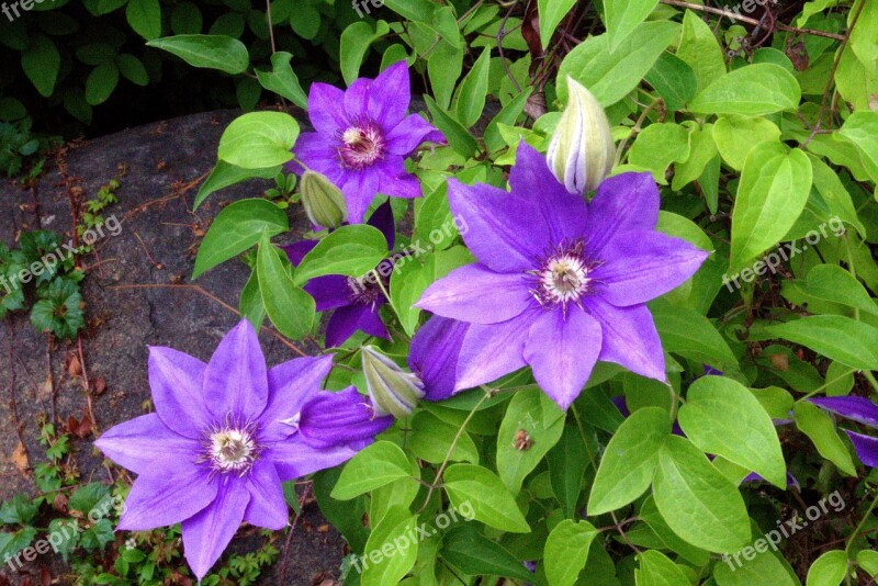 Parisienne Clemantis Olbrich Botanical Gardens Clematis Climber Ranunculaceae Garden