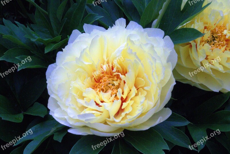 Paeonia Itoh Bartzella Bartzella Intersectional Peony Flower