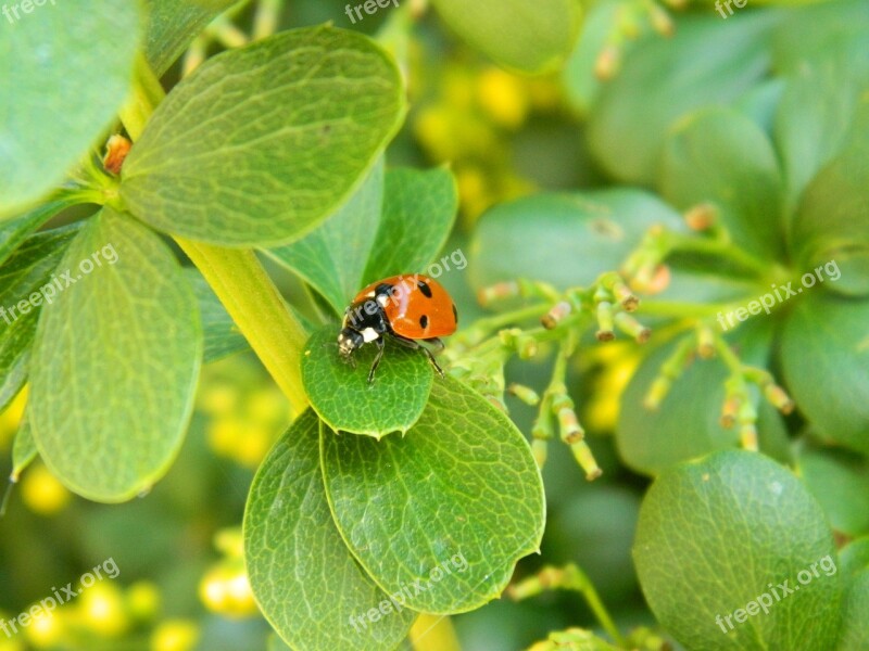 Ladybug Beetle Nature Bug Insect