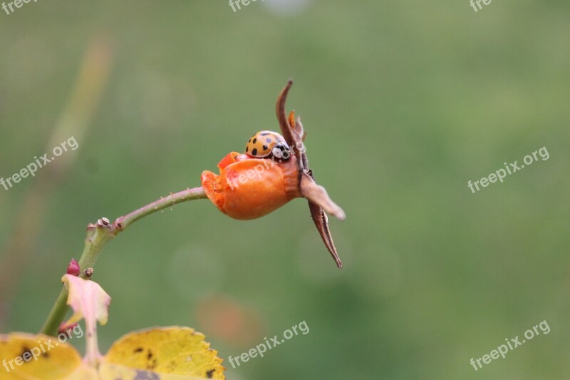 Ladybug Ladybird Insect Bug Beetle