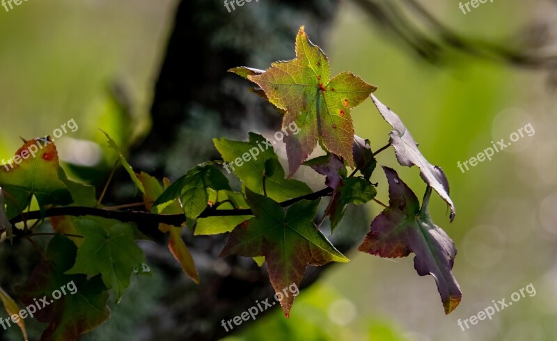 Maple Leaves Tree Branch Nature Plant