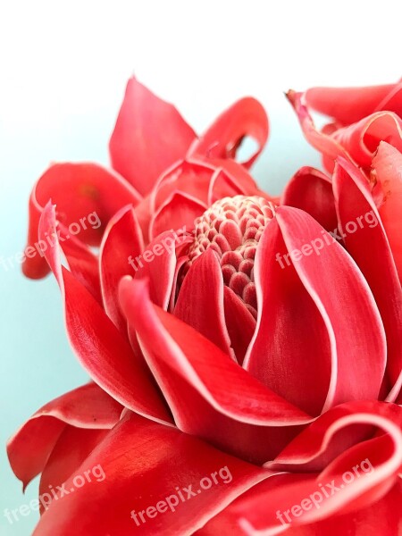 Torch Ginger Love Romance Romantic Desktop