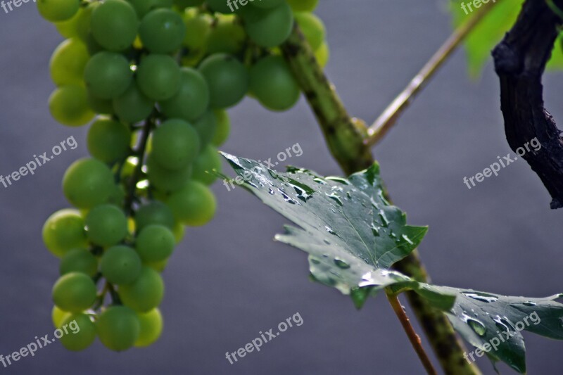 Grape Fruit Vitamin Healthy Sweet