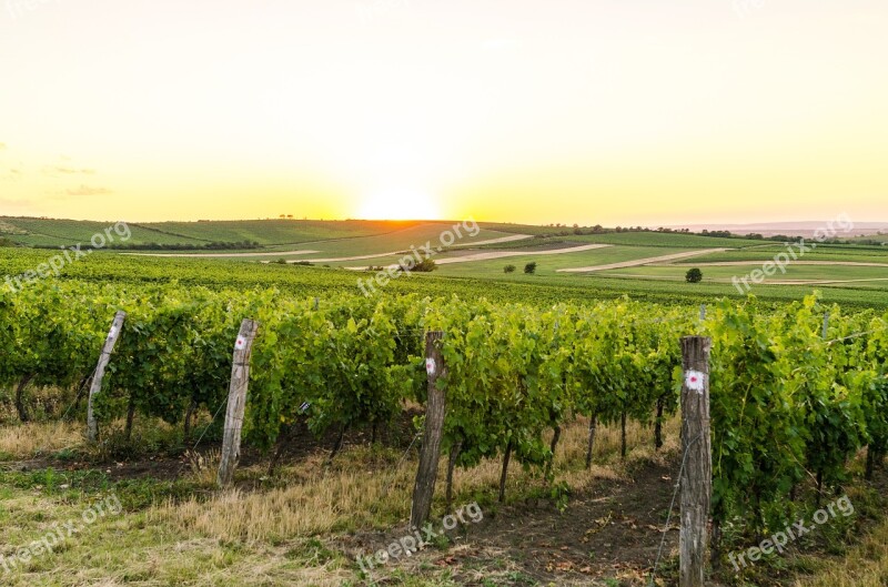 Moravia Czech Landscape Vineyard Nature