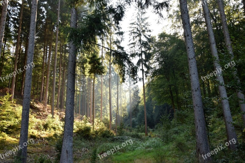 Forest Morgenstimmung Light Beam Germany Free Photos