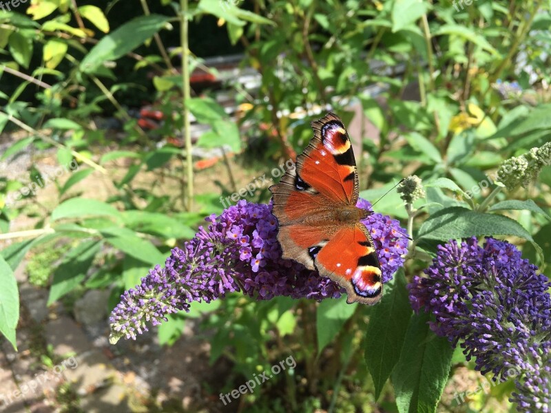 Butterfly Summer Blossom Bloom Lilac