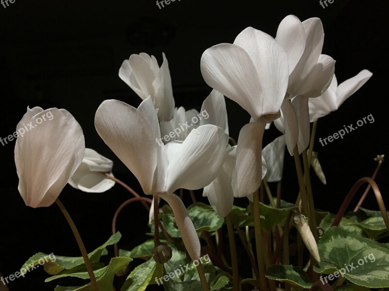 White Flowers Petals White White Flower Petals