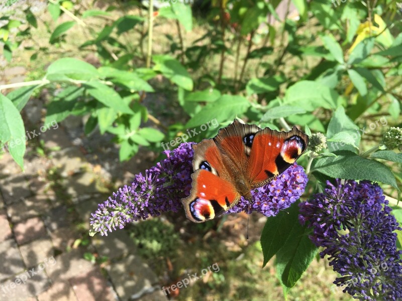 Butterfly Blossom Bloom Summer Lilac Summer