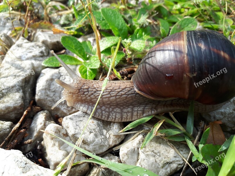 Snails Slug Insect Free Photos