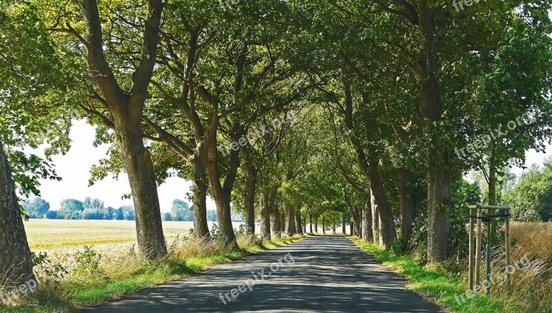 Old Avenue Road Rügen July Cornfield