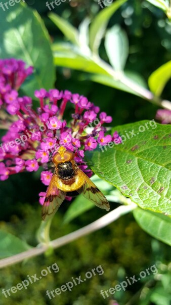 Insect Nature Bee Flower Summer