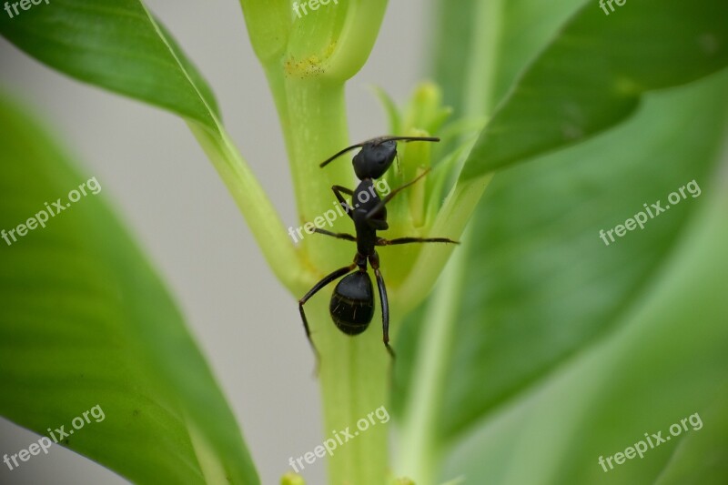 Black Ant Insect Garden Ant Lasius Niger Animalia