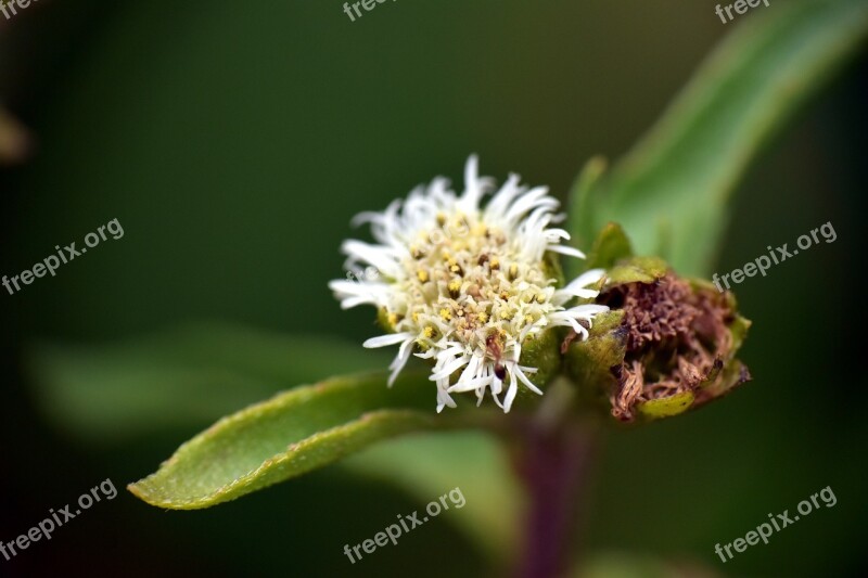 Wildflower Macro Photography White Flower Free Photos