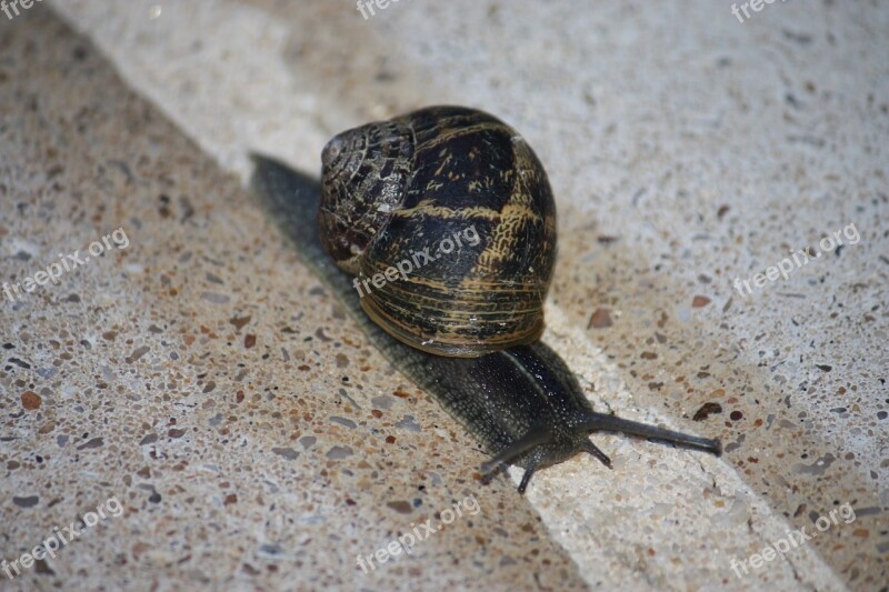 Snail Animals Gastropod Free Photos