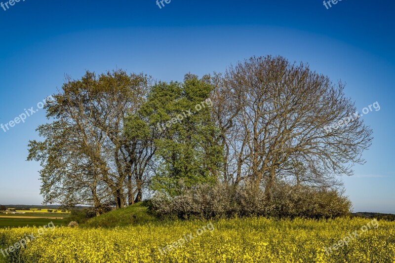 Field Of Rapeseeds Tree Hill Landscape Spring