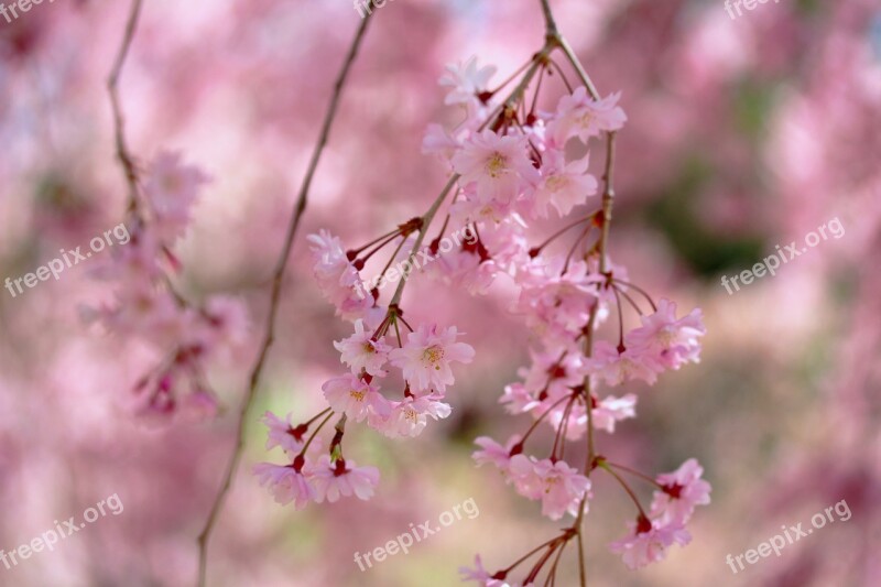 Shidarecherry Droopingcherrytree Weeping Cherry Tree Weeping Cherry Cherry Blossoms