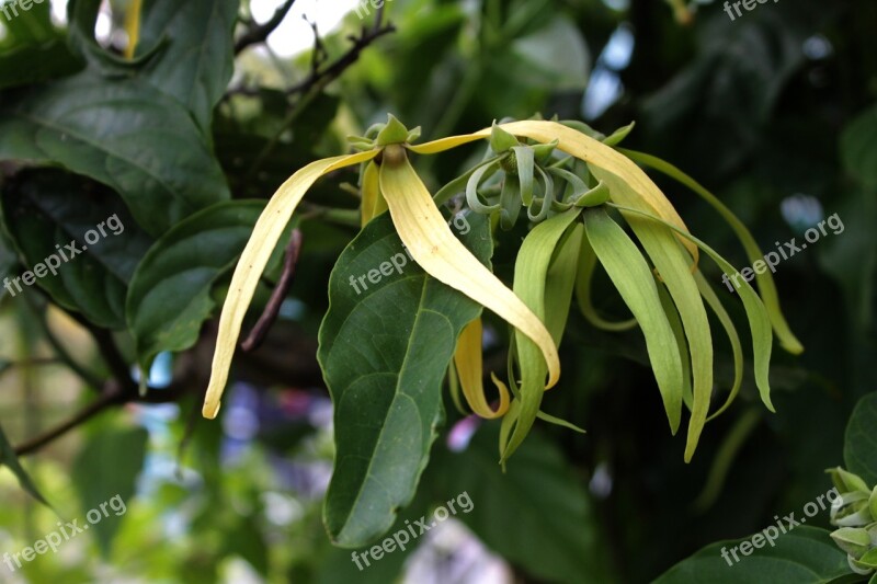 Ylang-ylang Flower Aromatherapy Smell Plant