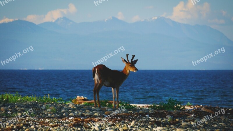 Deer Sea Beach Nature Reindeer