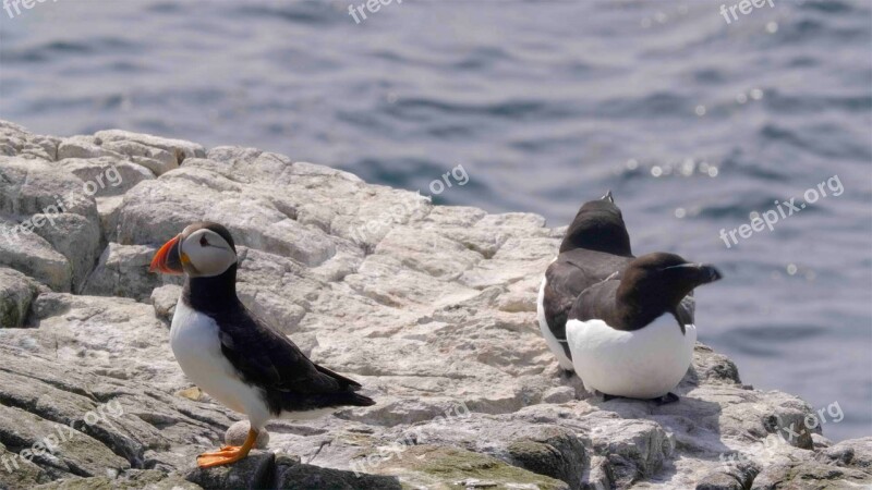 Birds Wildlife Nature Puffin Free Photos