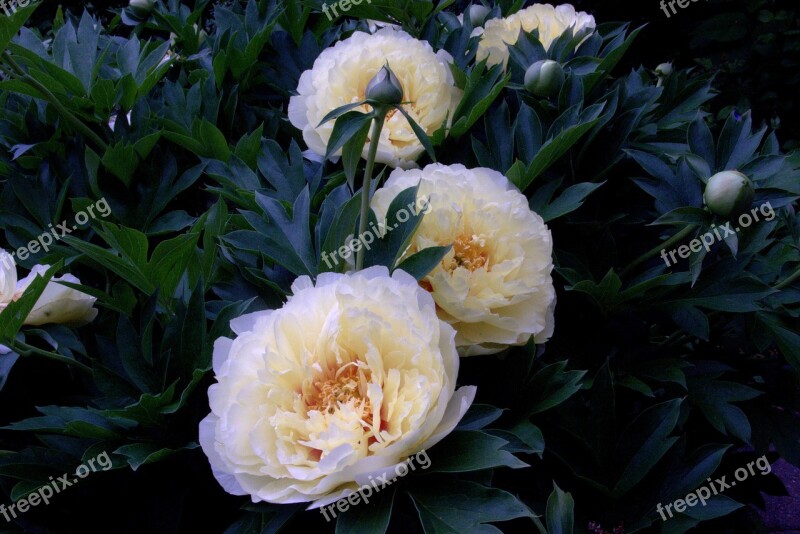 Bartzella Itoh Peony Peony Flower Flora Blossom