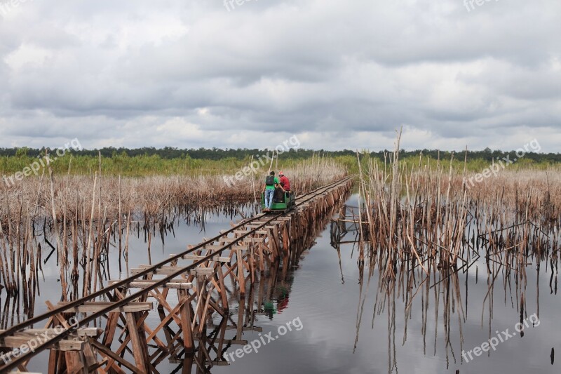 Borneo Peat Swamp National Park Wetlands Nature