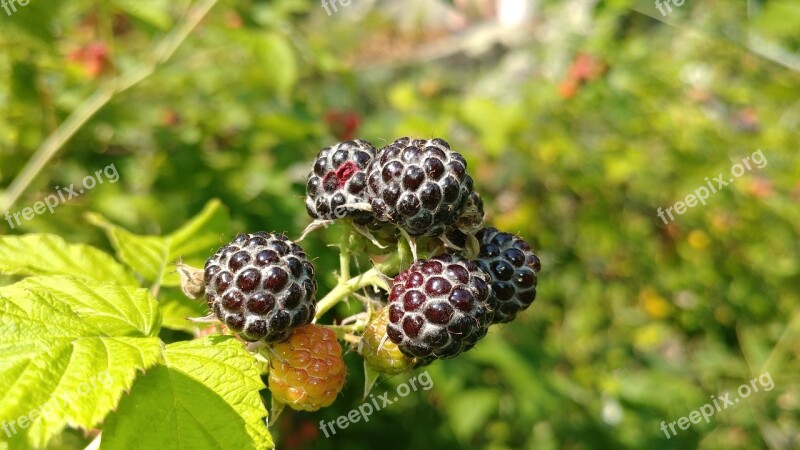 Wild Raspberry Natural Nature Black