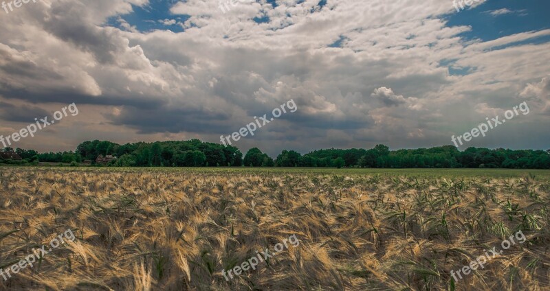 Wheat Field Germany Summer Agriculture