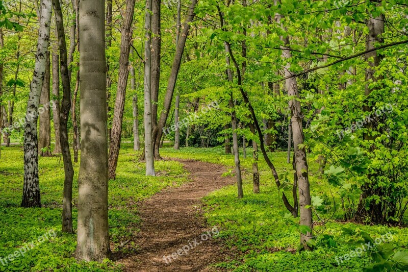 Berlin Park Green Trees Path