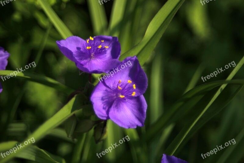 Often Delivered With Irises Flowers Purple Of Plants