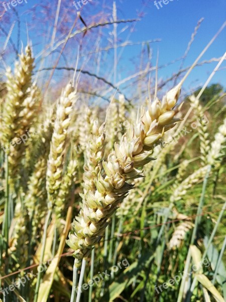 Cereals Rural District Wheat Pasture Land Field