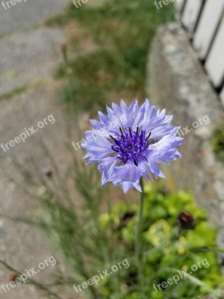 Flower Nature Flora Summer Garden