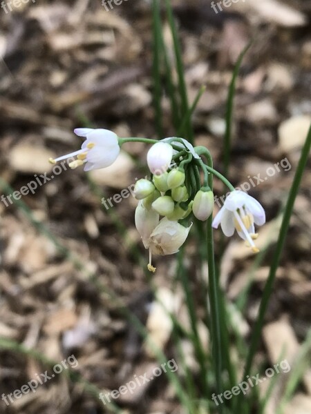 Nodding Onion Allium Cernuum Pacific Northwest Native Plants Flowering Plants Nature