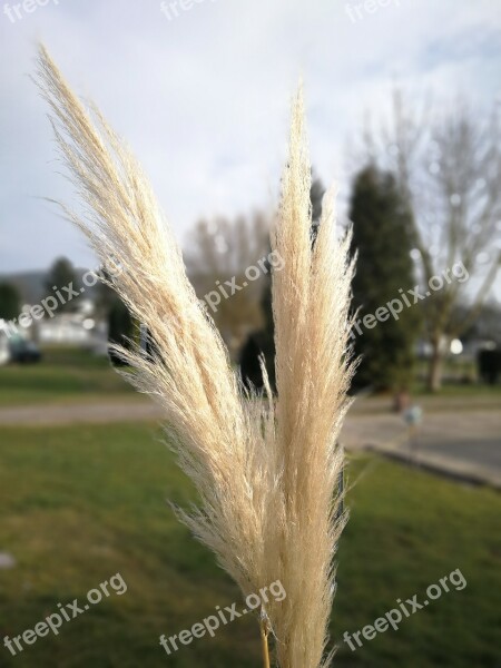 Nature Grass Summer In The Free Plant