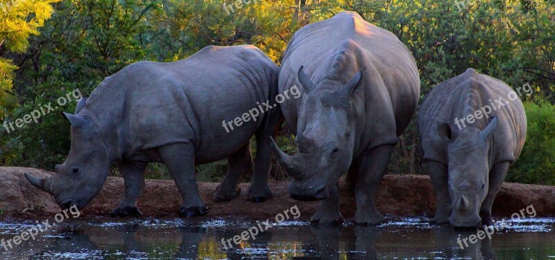 Rhino Big 5 Bush Wildlife Herbivore