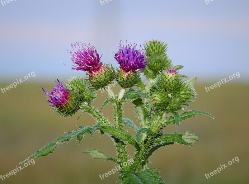 Thistle Nature Flower Spikes Free Photos