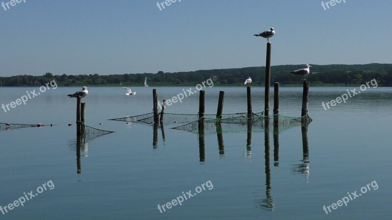 Fishing Net Fishing Networks Gulls Seagulls