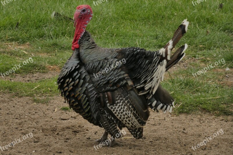 Turkey Feathers Petting Plumage Poultry