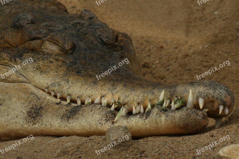 Crocodile Babu Zoo Blijdorp Rotterdam