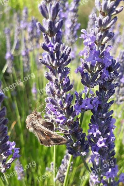 Gamma Owl Gun Butterfly Moth Lavender Lavender Flowers