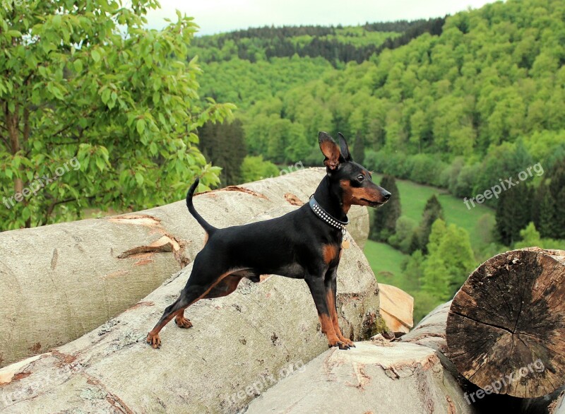 Miniature Pinscher Strains Log Outlook View