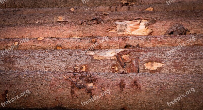 Wood Tree Trunks Annual Rings Strains Forest