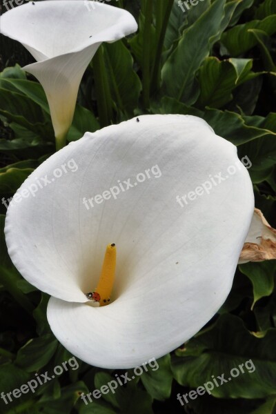 Lilies Ladybird White Garden Summer