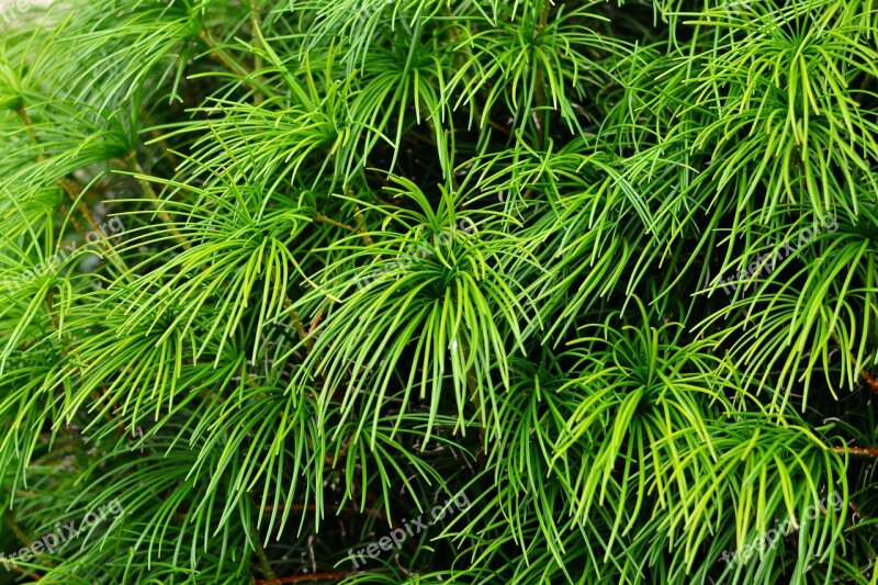 Japanese Umbrella Pine Fir Tree Sciadopitys Green Plant Garden