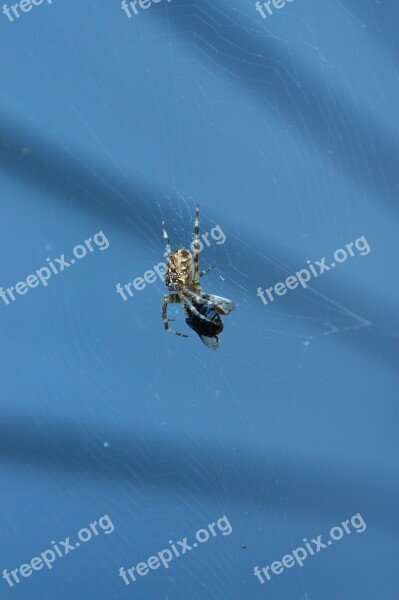 Spider Insects Arachnophobia Web Free Photos