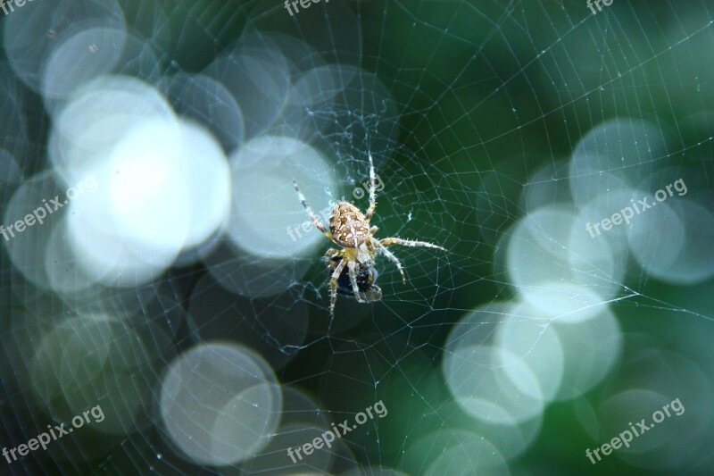 Spider Insects Arachnophobia Free Photos