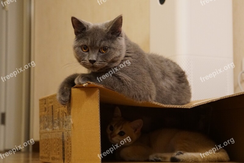 Cat Home House Cat Free Photos