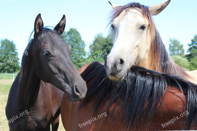 Horse Pony Foal Brown Dun